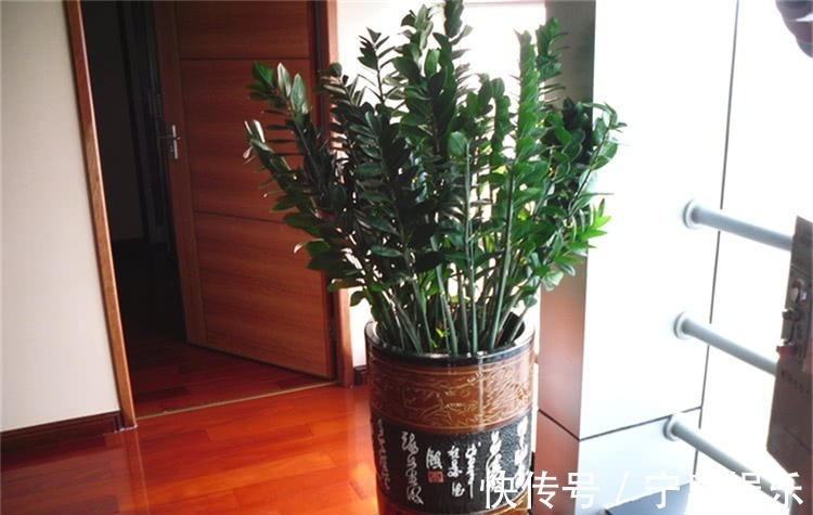 盆栽金钱树,牢记4诀窍,金钱树猛长不停,油绿发亮,财运旺!