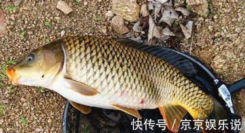 玉米味|钓鱼新手做到这几点,傻子也能钓上鱼