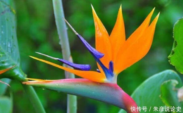 4种花养家里，仙气十足，颜色多样，随便一养成花海