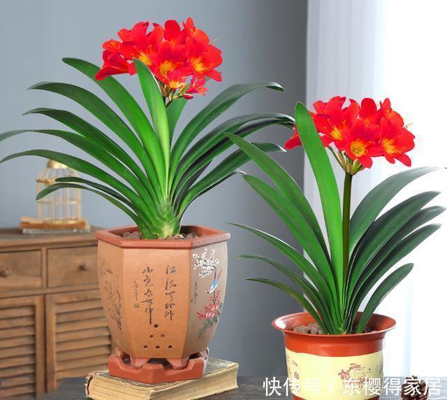 君子兰|为什么君子兰不开花,因为你忽略这些关键点