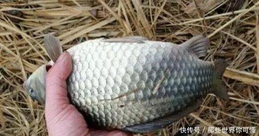 天气一冷,子线就该这样用,大鲫鱼分分钟上钩