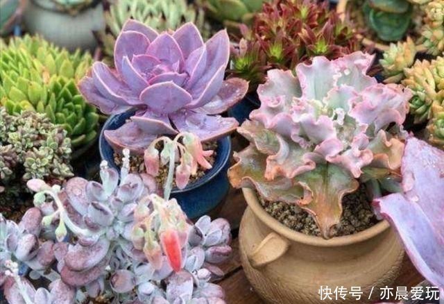 回事|多肉植物，叶子软趴趴的是怎么回事？检查这3个方面