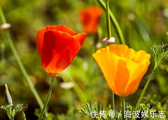 花菱草花苞少教你“几个”小技巧,养护轻松,花开艳丽,美极了