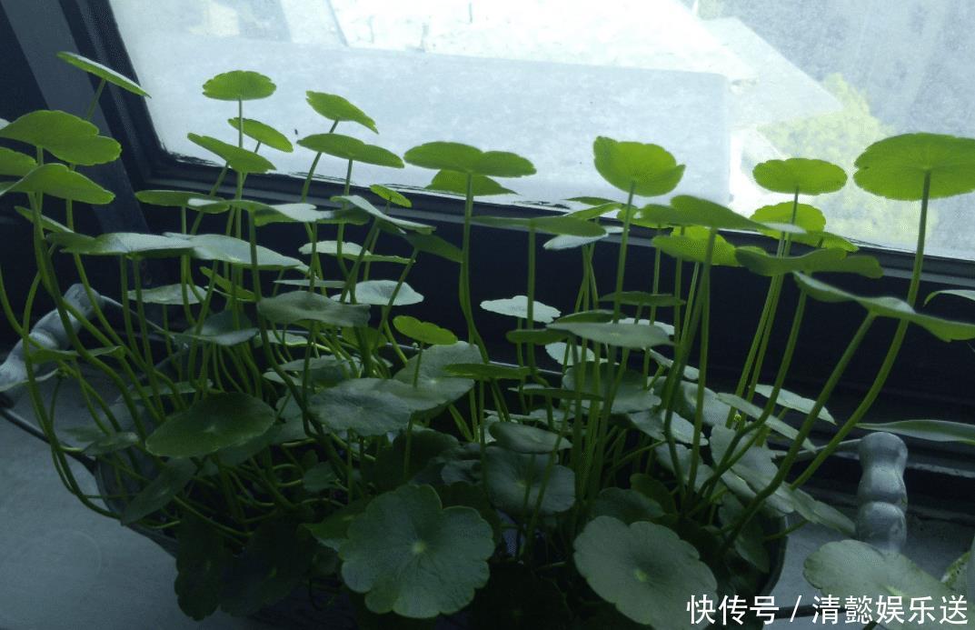 回事|客厅两个地方千万别“养花”, 养了也尽快搬走, 别不当回事!