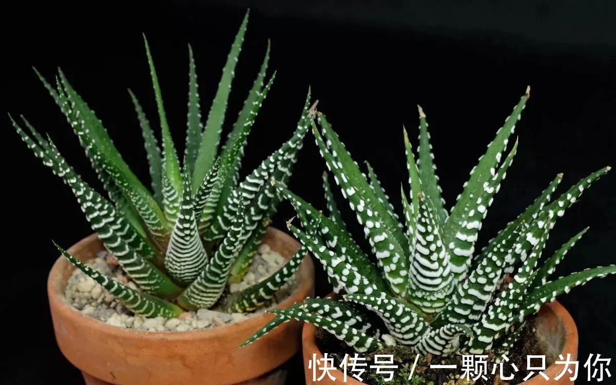 多肉|这些多肉与芦荟是近亲,一样好养,更小清新
