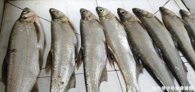 玉米|钓翘嘴知道这些,会让你收获满满,钓的非常过瘾