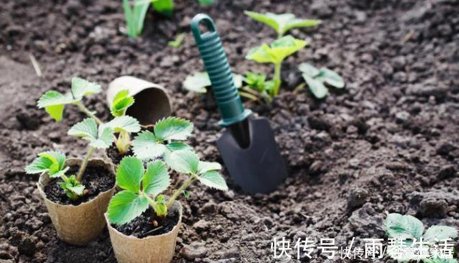 养花最怕4种土,半年变空盆,要是用这些土种花,赶紧换