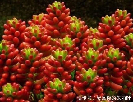 家养多肉总是长不好就养这三种,新手都能轻松长不停