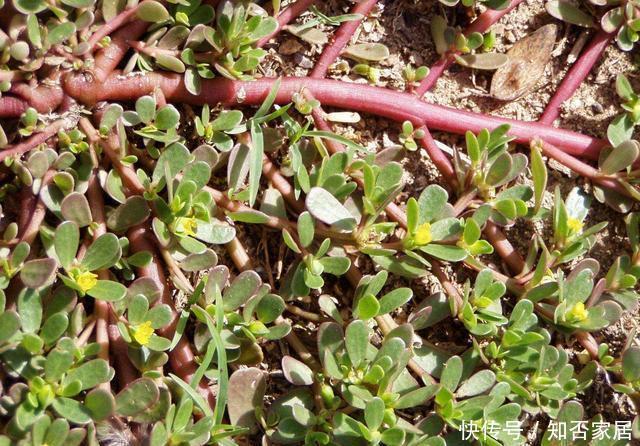 牵牛花|真正懂花的人,都会养这3种花,爆盆快寓意好还能养人