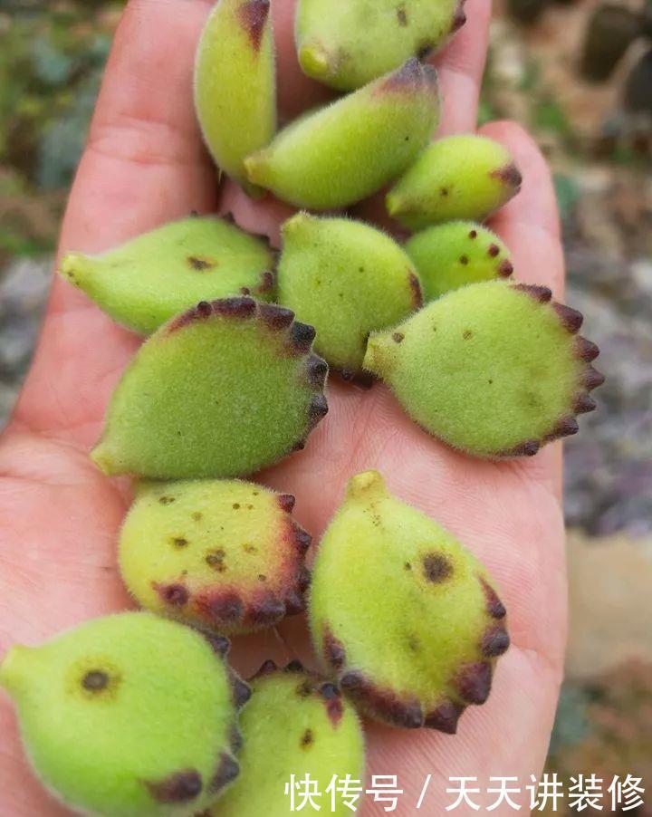 爸妈不在家,我在院子里疯狂种多肉,倍儿爽