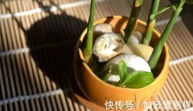 自来水|吃不完的老姜这么一盆栽,来年就能收获新姜,平时堪当驱蚊剂