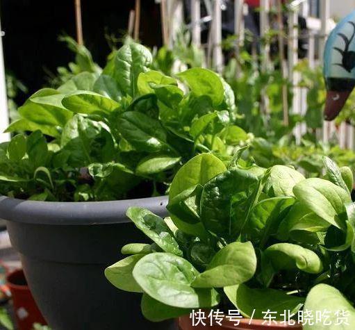 菠菜“太贵啦”,不如自己在家种,掌握4个技巧,一个冬天吃不完