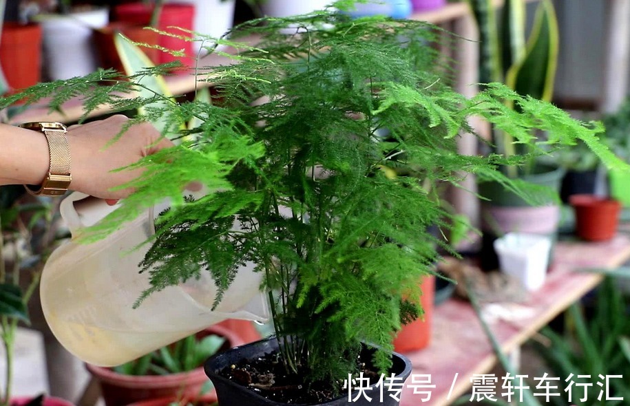 发酵|拿果皮肥养花，想出个好结果，制作和使用时不能遗漏这些细节