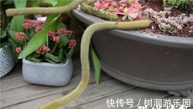 植物|新春去南京中山植物园看精灵“鼠”世界