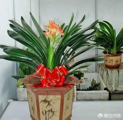 桔皮水浇花好吗？