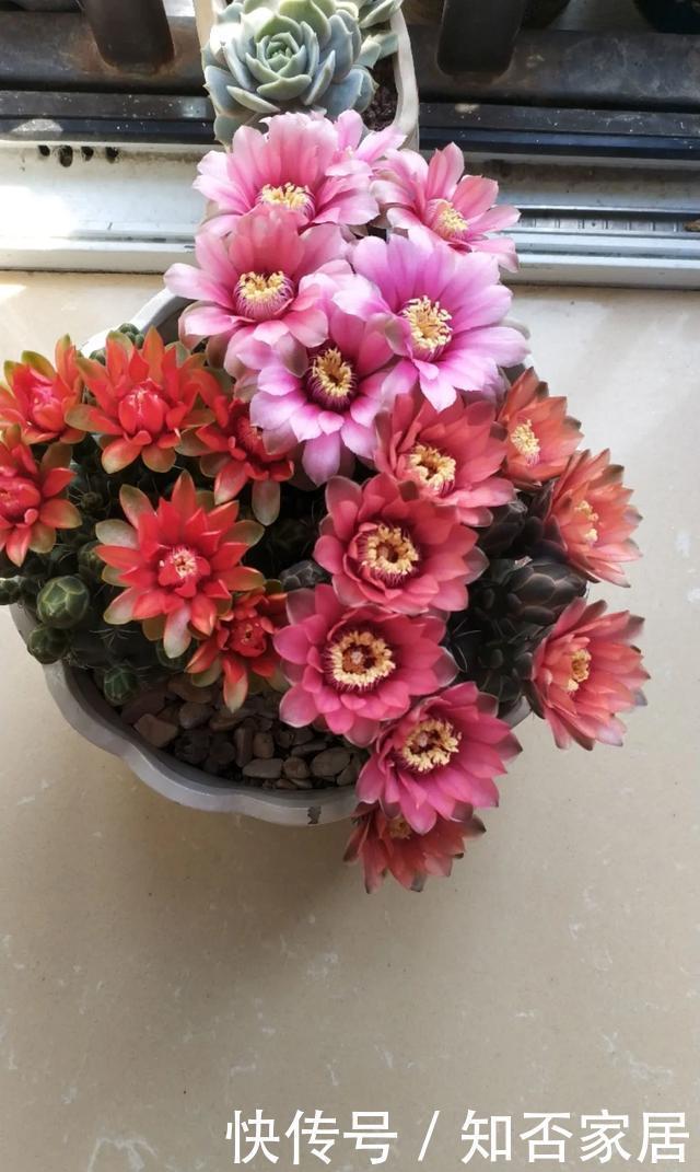 爆盆|养花技巧:折腾不死的25种花,咋养都爆盆,懒人最适合