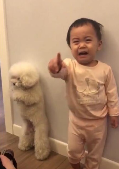 泰迪|宝宝和泰迪一起罚站,爸爸用拖鞋打泰迪,宝宝哭着指爸爸不能打