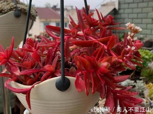 5种多肉植物,耐寒又好养,冻一冻颜色更好看,值得拥有