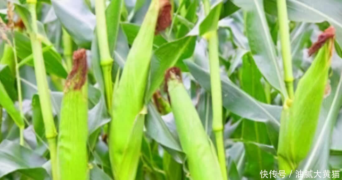 葡萄|女性不愿老太快,可以多吃三种食物,排毒养颜,滋润身体!