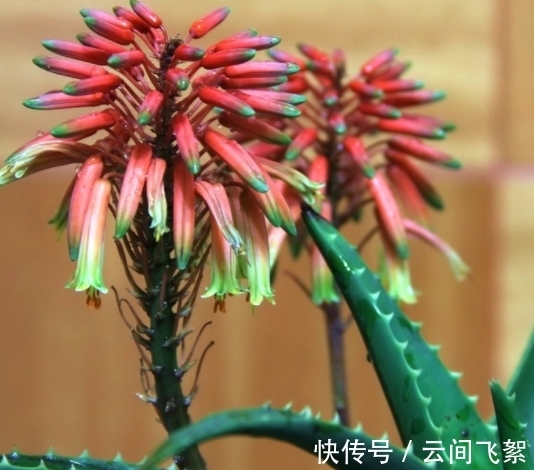 农历九月初五寒露后,养什么花?以下3种花,身体安康幸福美好