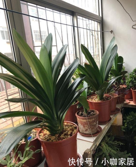 植物|油烟机里的废油是宝贝,兑水浇花,效果很好,观叶植物都可以用