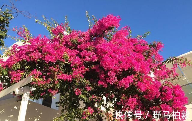 这2种大粗杆插土里，2周能生根，成活后还可以做成盆景造型