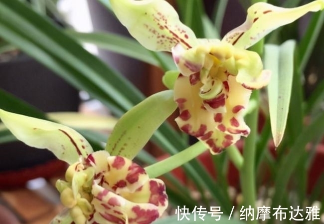 建兰|以前河边的野草,现在成为高档盆栽,花奇浓香,便宜又好养