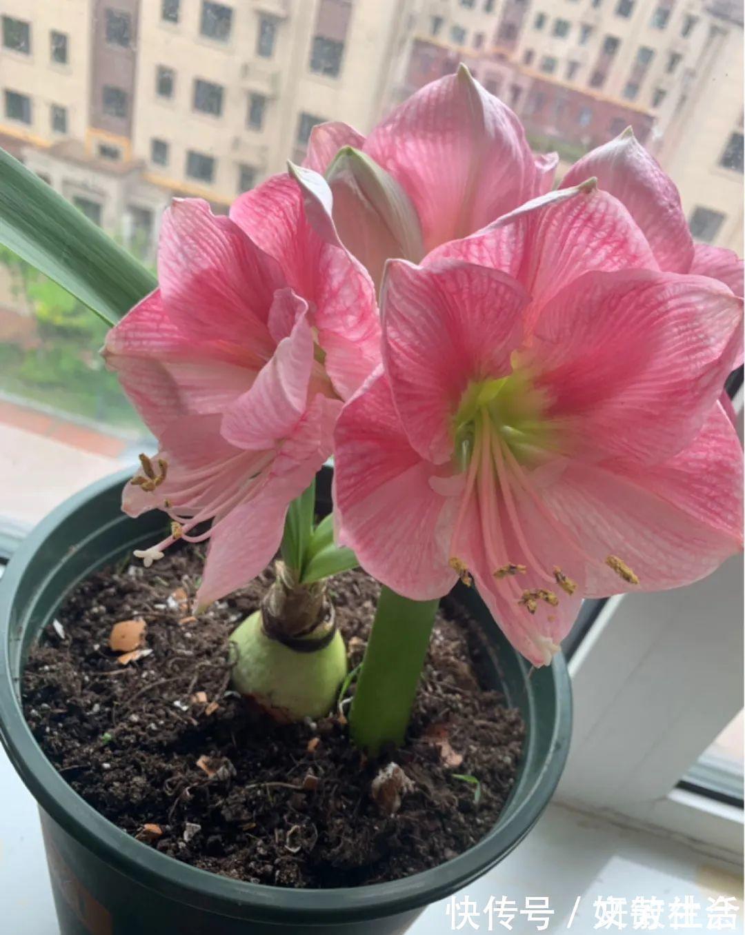 家里养盆朱顶红,开花个个比脸大,牛年养它“注定红”!