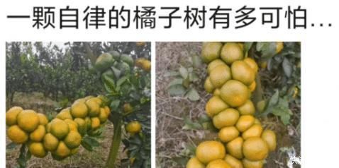 橘子树|“一棵自律的橘子树有多可怕……”哈哈哈可这不符合力学啊!