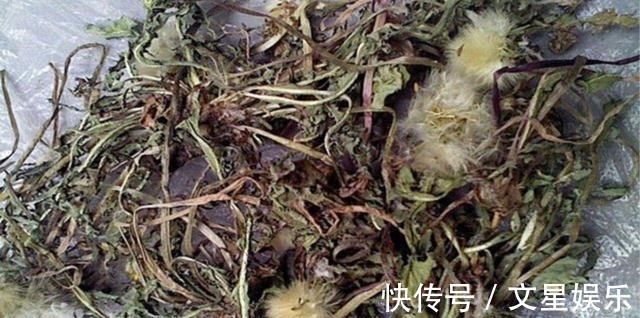 清热解毒|蒲公英被称为“天然抗生素”,营养师提醒2类人一口都不适合喝