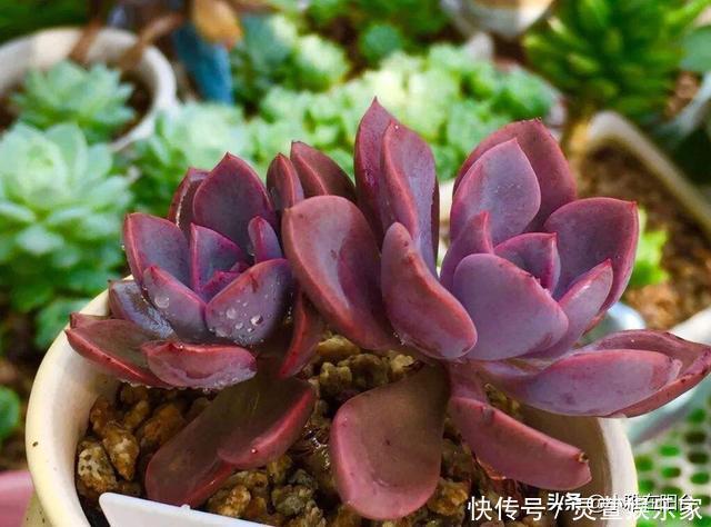 黑虫|多肉长虫了怎么办3个小方法,虫子一个都不见,叶片又肥又美