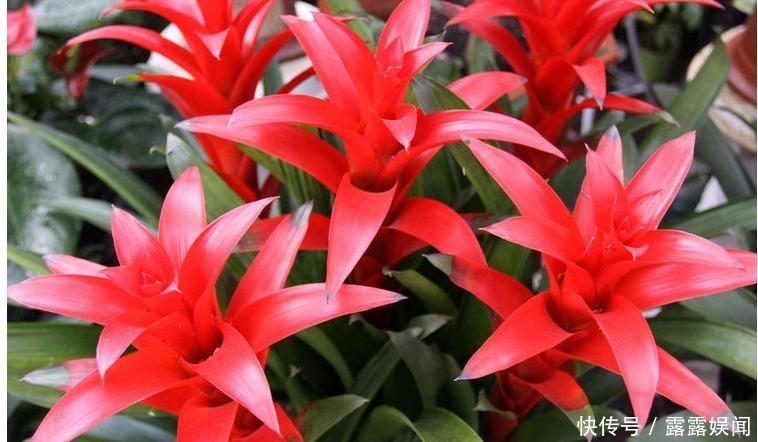 君子兰|以下“4种花”,不要随便送人!个个都是“财神爷”,有钱人都爱