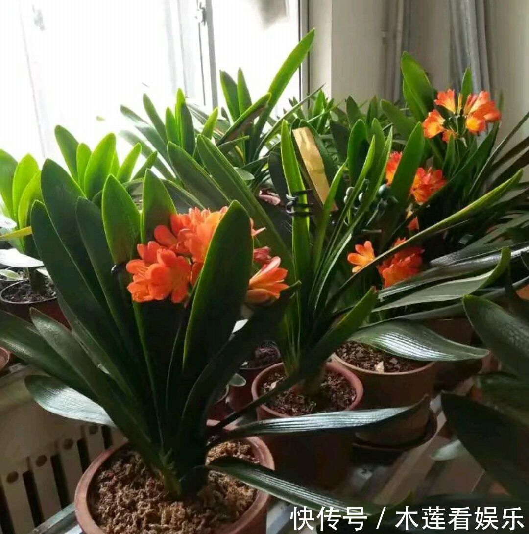 成群兰|君子兰长了两个叶心是坏事吗不是，给足营养开花成群兰，美爆了