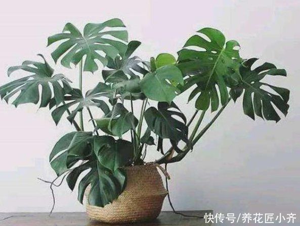 脸大|你还养不好龟背竹吗?养花高手都用这方法,叶子长得比脸大