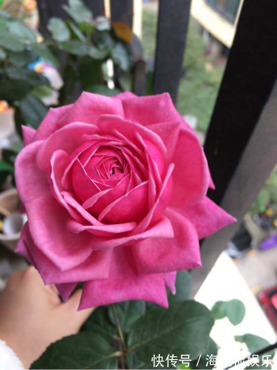 栀子花|4种适合夏天养的花朵,漂亮好养,开花迷人多又香,叶片爆满翠绿