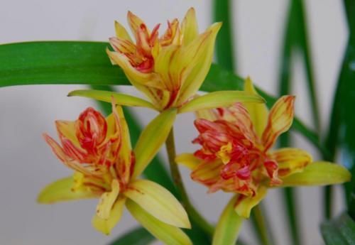 建议大家:若有空余的地方,一定要种植这3种植物!漂亮又好种