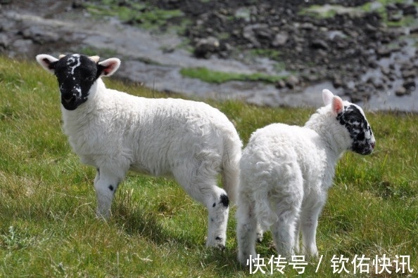 人大方|最佳配对！“属猪人”上上等的婚配是谁婚后幸福美满，事业有成