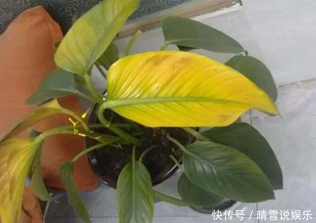 花草叶子发黄,10种原因最常见,第二种最常见!