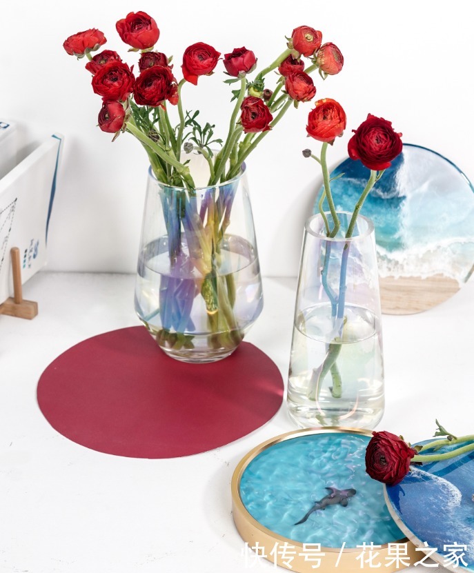 牡丹|它在冬日里绽放,美如“牡丹”花色丰富艳丽