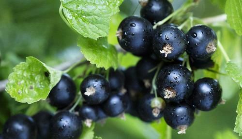  女性不想大肚子鼓鼓，不妨多吃以下食物，清肠排毒，润肠通便！