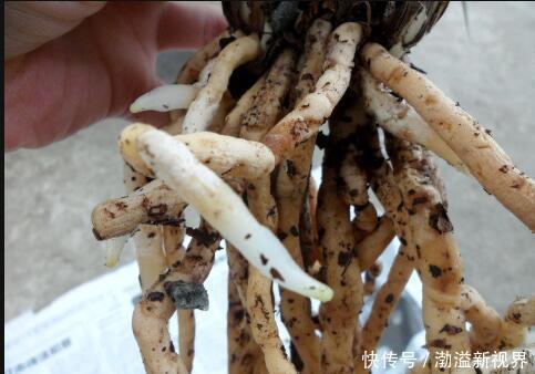 花卉|养花“养根”很重要,5个小妙招,白根粗壮,半年撑爆盆!