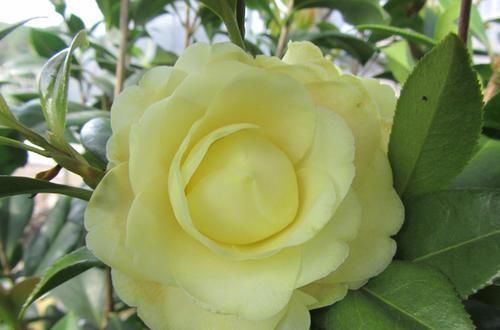 此花是中国传统名花,颜值不输牡丹月季,是家庭盆栽佳品!