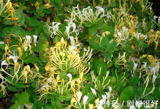 爬藤植物|花开一面墙，花落一路香，一棵爬藤植物的花海