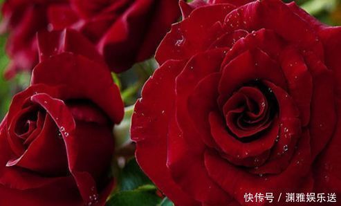 花型|喜欢牡丹，不如养“高档玫瑰”黑魔术玫瑰，色彩深红，花型大气