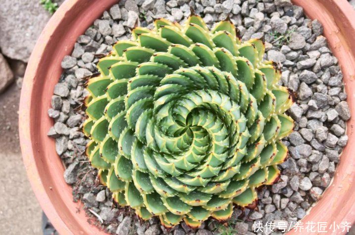 让你看了“眼发晕”的芦荟,它是芦荟中的“女王”,想养谨记2点