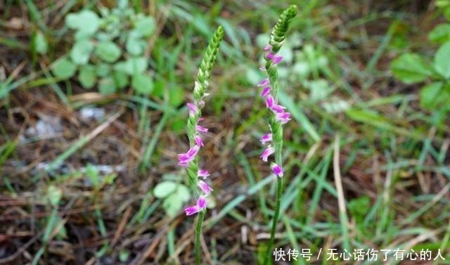 蛇崽草|农村一种奇草，蛇见到就怕，人称“蛇崽草”，民间常用来煲鸡汤