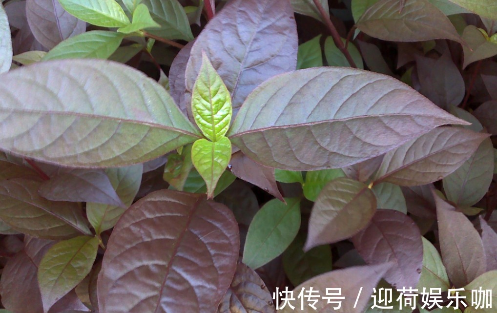 空盆养花土别闲着,种上这3样菜,观赏、食用两不误