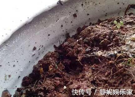 花盆|花盆里有小虫子，只需4个小方法，不用喷药，一只不剩，干干净净