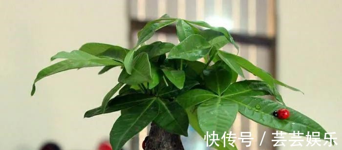 栽种|常见5种室内花,漂亮又好养,花语很吉利,你更喜欢哪一种呢