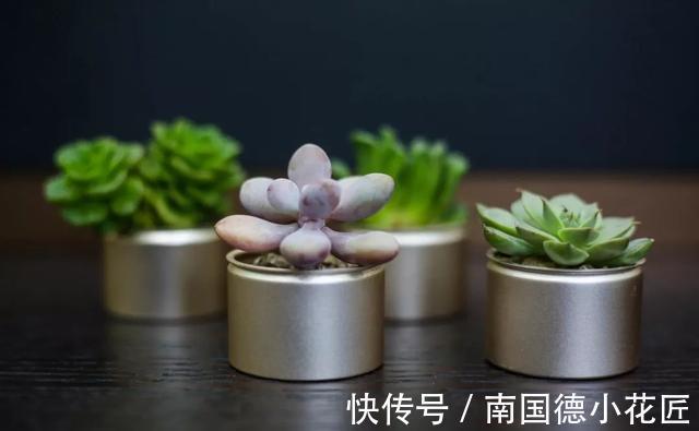 巧克力色|新手选这些“普货”多肉来养,好养又省心,养出状态来也很漂亮